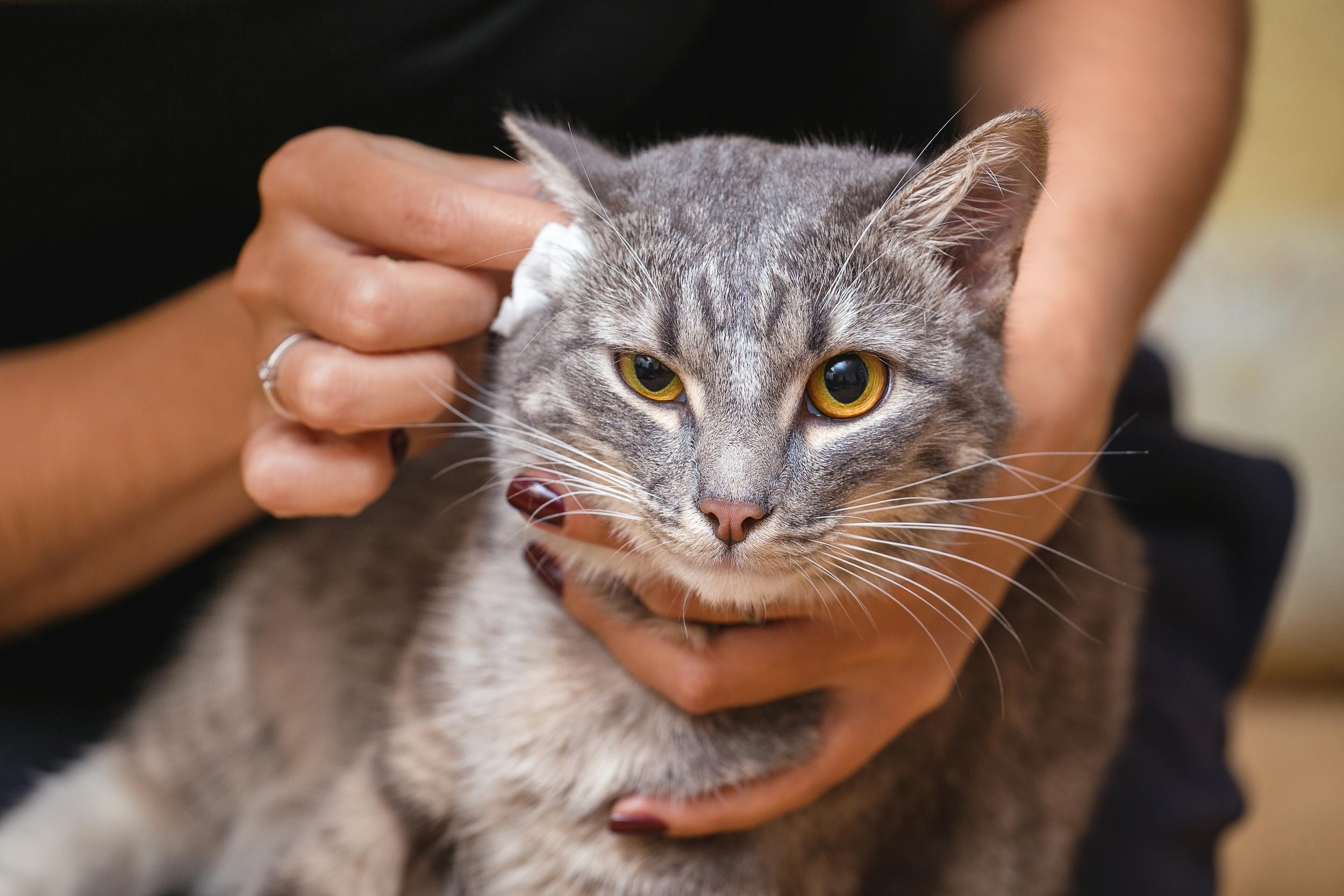 Person Petting Grey Cat with Yellow Eyes