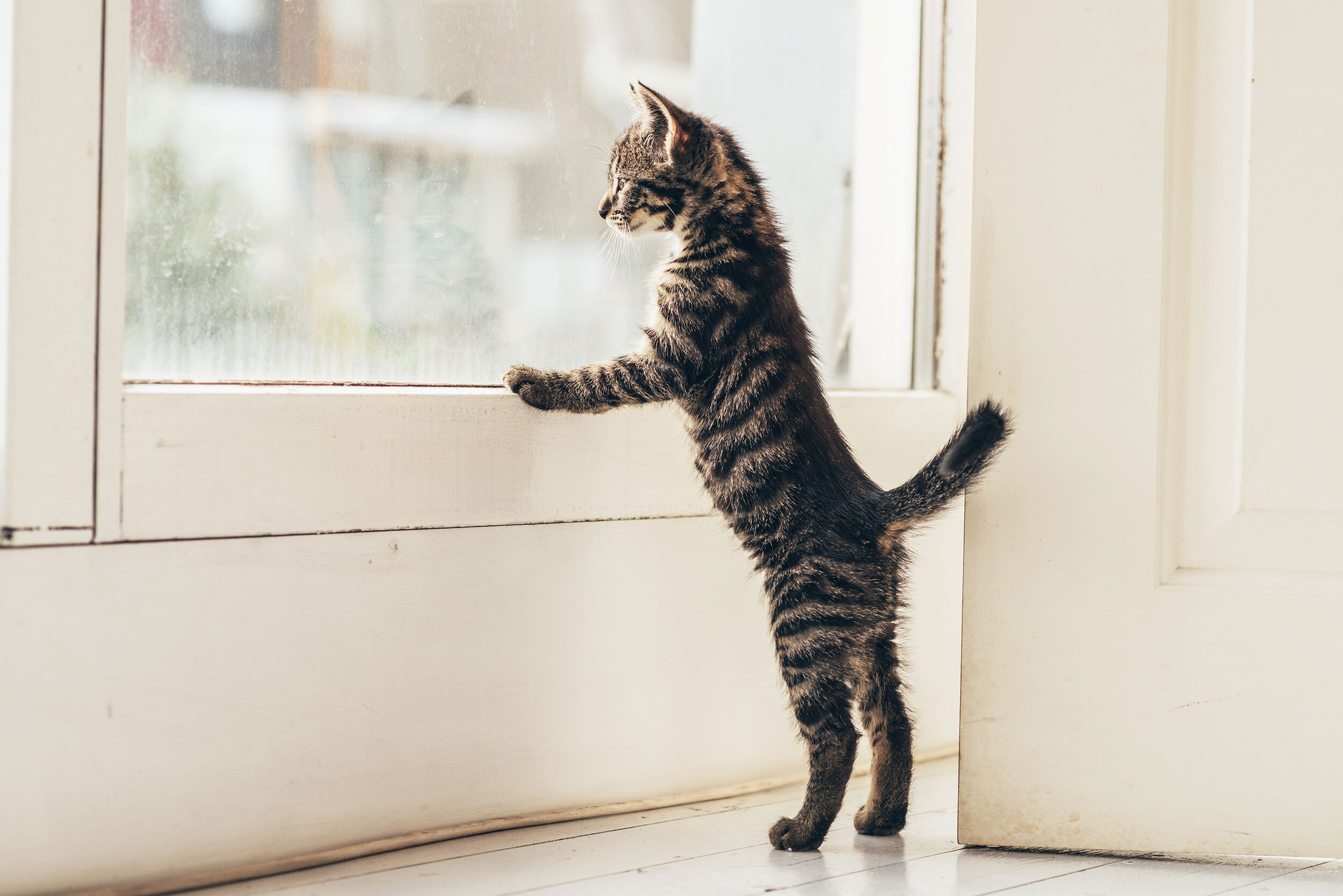 Cat Looking Out Window