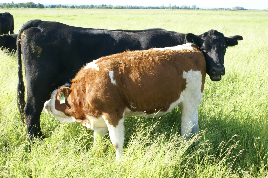 Herd Health