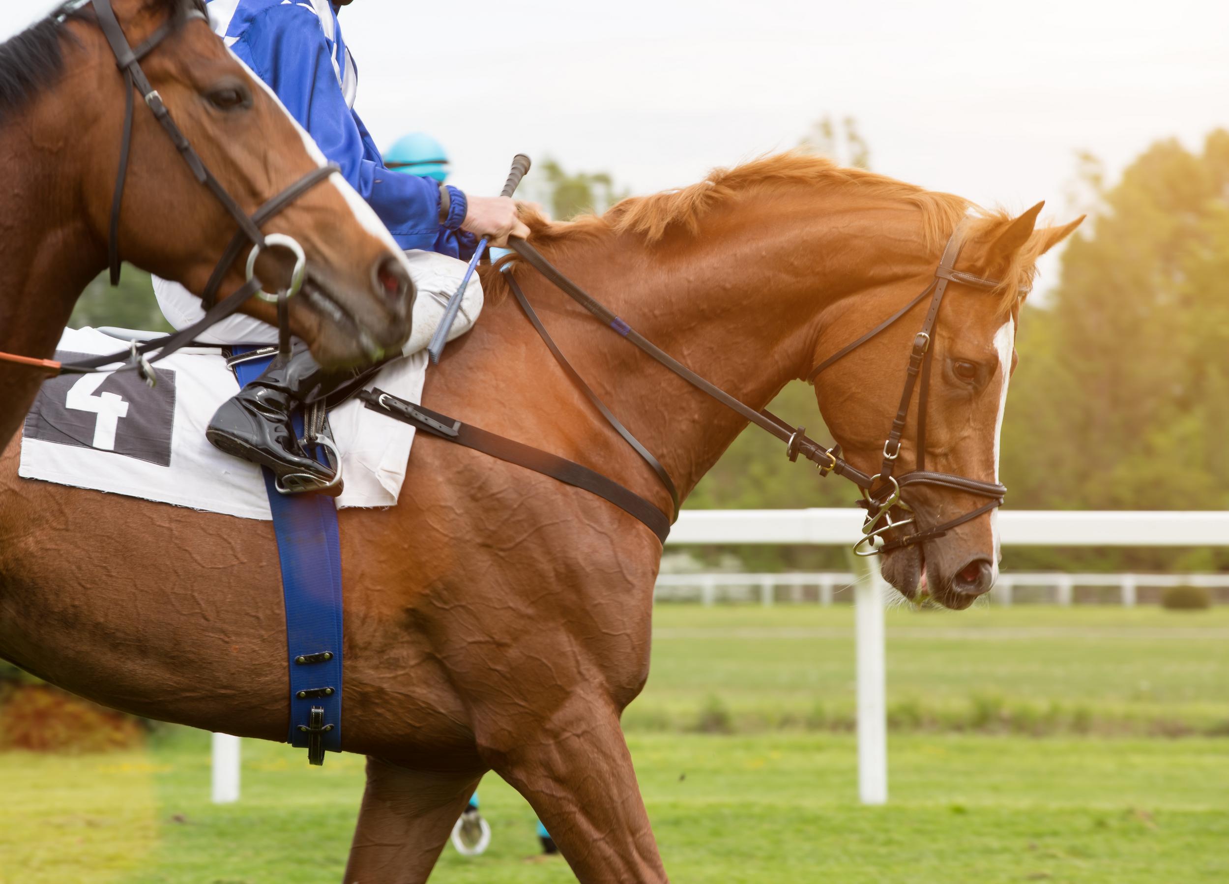 Two Racing Horses at the Track
