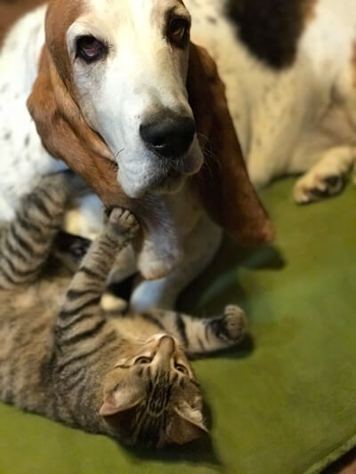 Basset Hound and kitten