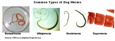 Deworming Dogs and Cats